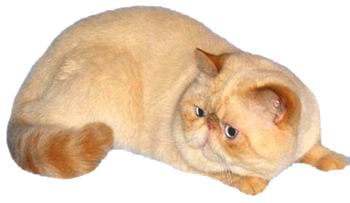 Экзотическая короткошерстная кошка (Экзот)