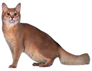 Сомалийская кошка (Сомали)