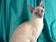 Тонкинская кошка (тонкинез)