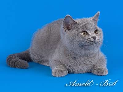 Британские котята классических окрасов. 8-916-611-44-96