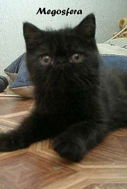 Черный плюшевый котик