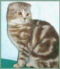 Вязка Шотландский вислоухий кот