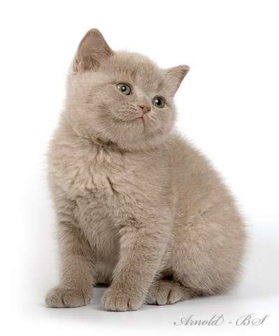 Британский котенок лилового окраса. Хотите такого плюшевого мишутку? Звоните! 8-916-611-44-96
