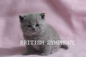 Британские котята из питомника  "British Symphony". Вязки.