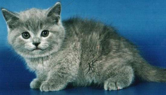 Британские котята голубого окраса и редких окрасов