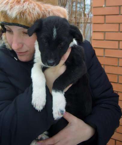 отдам щенков, 3 месяца отдам щенков, 3 месяца