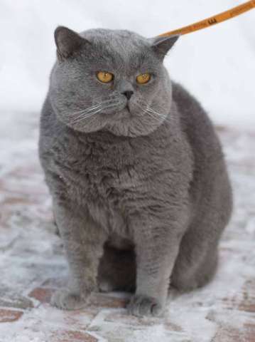 Предлагаем для вязки британского кота  голубого окраса 