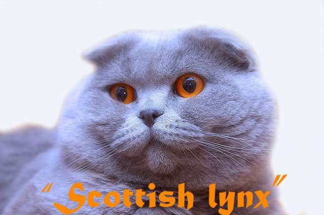 Вязка с шотландским вислоухим котом Чемпионом Мира.