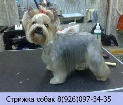 Стрижка собак в  Москве