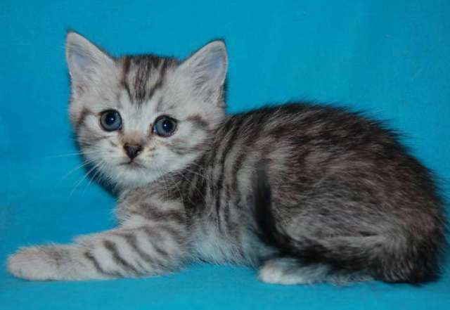 Британские котята - окрас (вискас) недорого 9 000 руб.