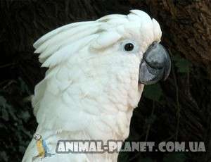Какаду белохохлый или какаду Альба – ручные птенцы