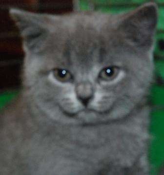 британский плюшевый голубой котик