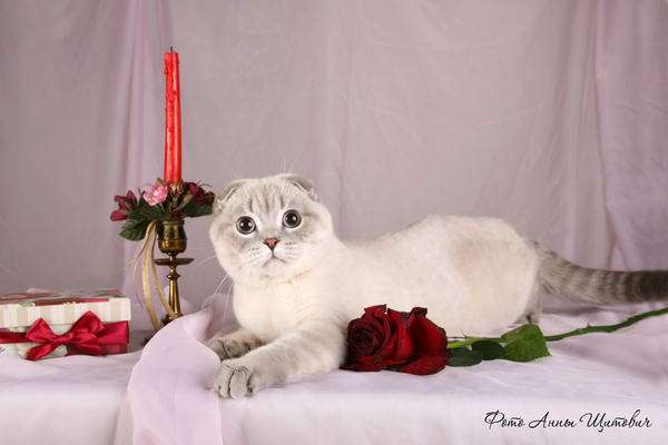 Обаятельный голубоглазый котик скоттиш-фолд ищет невесту 