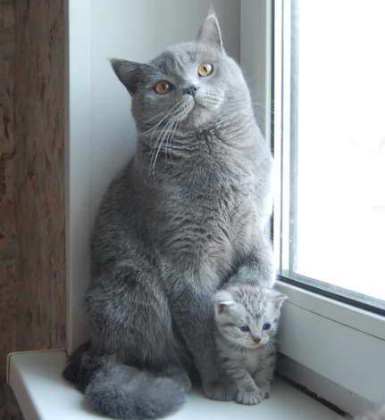Британские котята - окрас (вискас) недорого 7 000 руб.