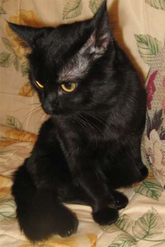 В дар! Котик Дэвид Блейн, черный пушистый курносый красотун. Молоденький (8 месяцев)  