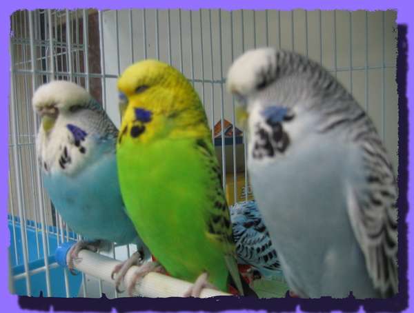 Волнистые попугаи по оптовы ценам и др. виды попугаев в продаже. 