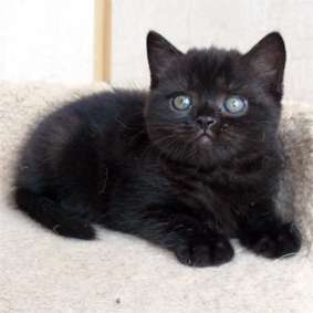 Шикарная черная шотландская кошка!!!
