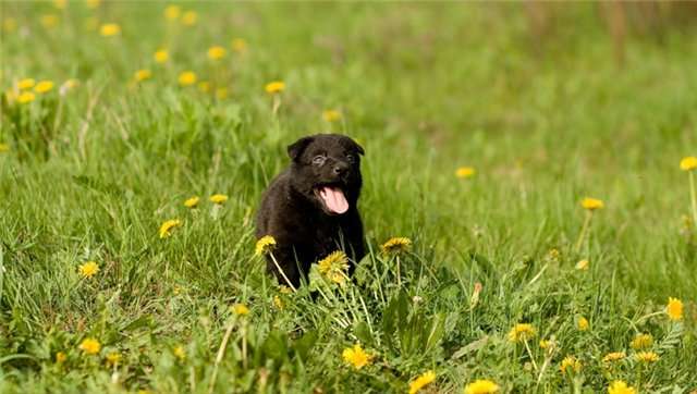 Очаровательный черный щенок в дар!