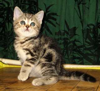 Зеленоглазые браунята-шотландские котята