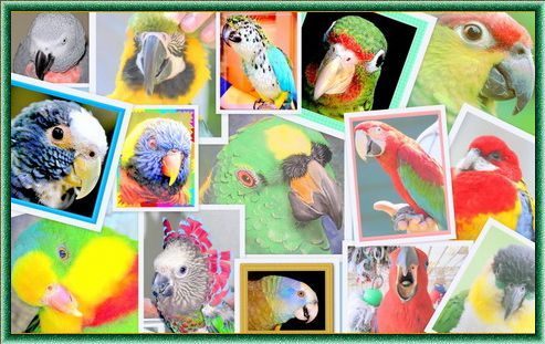 Попугаи ,  декоративные птицы
