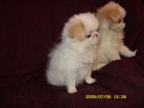 Японского Хина мальчиков и девочек, миниатюрная собака с шикарной шестью, размером с кошку