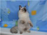 Очаровательный котик - Невские Маскарадные котята