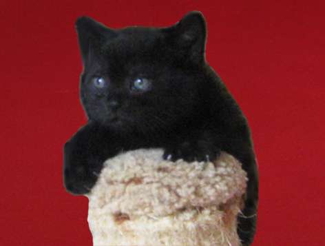 Британский котик окраса черный бархат