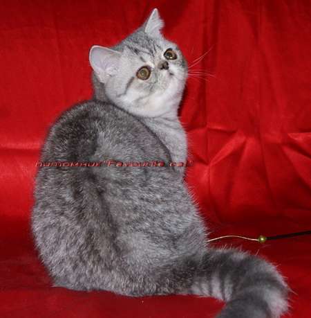 Экзотический плюшевый серебристый котенок.