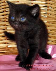 Британские котята черного окраса.Питомник. 