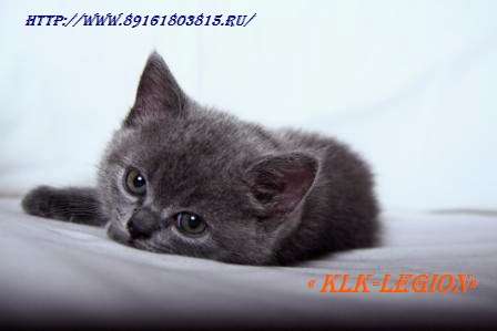 Клуб Любителей Кошек «LEGION» предлагает породистых котят