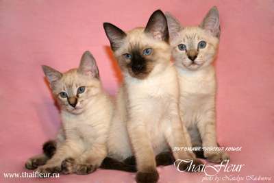 Тайские клубные котята