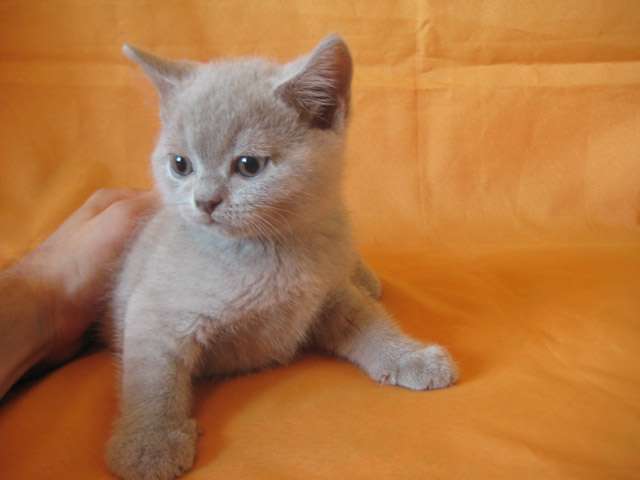 Британские котята шоколадного, голубого и лилового окраса!