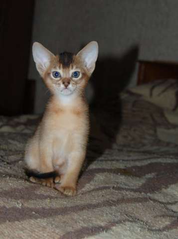 Абиссинские котята – маленькие пумы