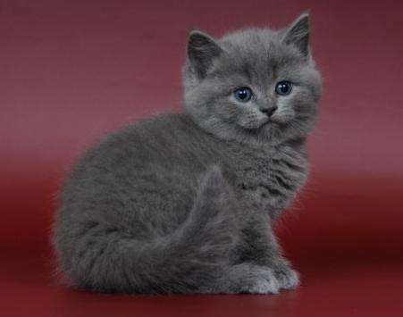 Продам недорого британских голубых котят