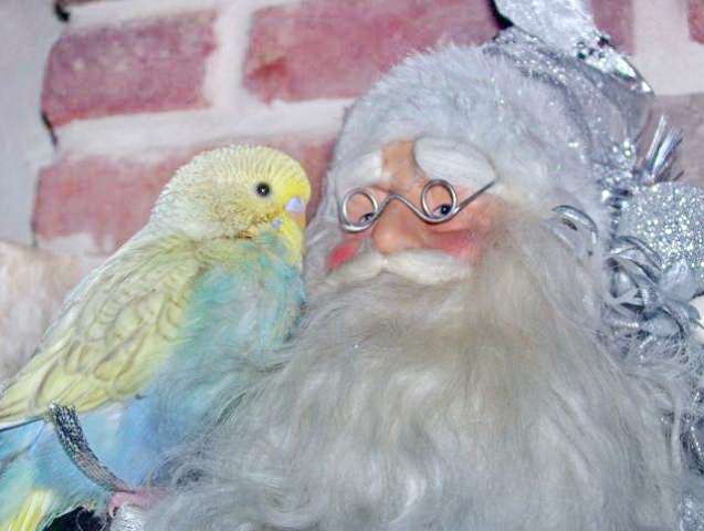 Дед Мороз, под новый год, попугая нам принёс