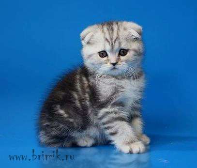 Вислоухий мраморный котенок - чудо малыш