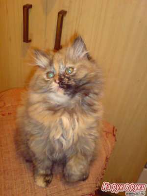 Сибирский котенок 2,5 мес, красивого редкого окраса.