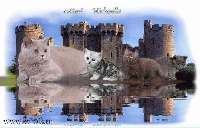 Плюшевые британские котята - продажа для Вас  8-905-734-55-65