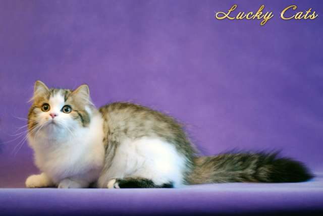 УНИКАЛЬНОЕ ПРЕДЛОЖЕНИЕ от питомника Lucky Cats! 