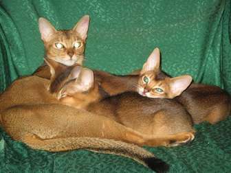 Абиссинские котята дикого окраса