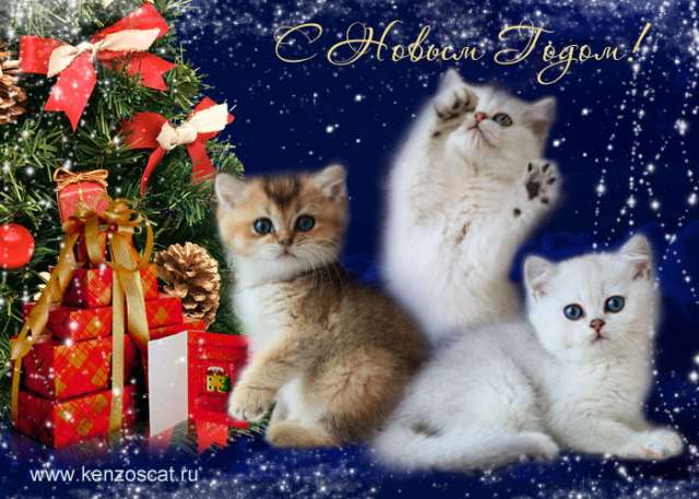 Британские Серебристые и Золотые Котята-Плюшевый Новогодний Подарок! 