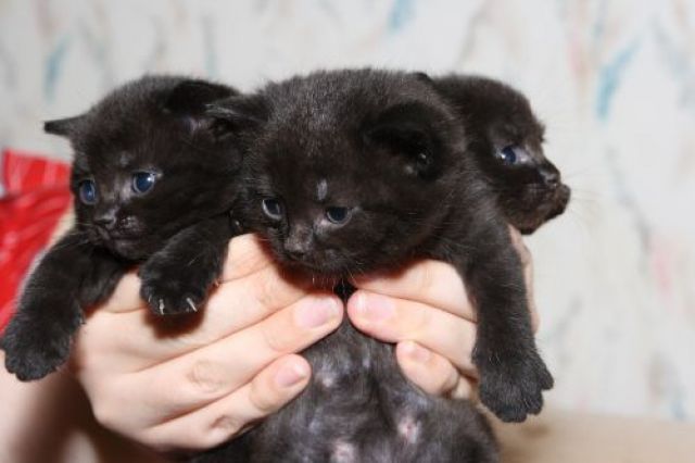 черные британские котята из питомника Romanoff Family