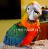 Каталина (гибрид попугаев ара) - ручные птенцы из питомника