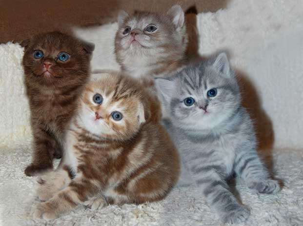 Британские котята, Вислоухие котята Клубные ждут Вас в питомнике Мон Ами