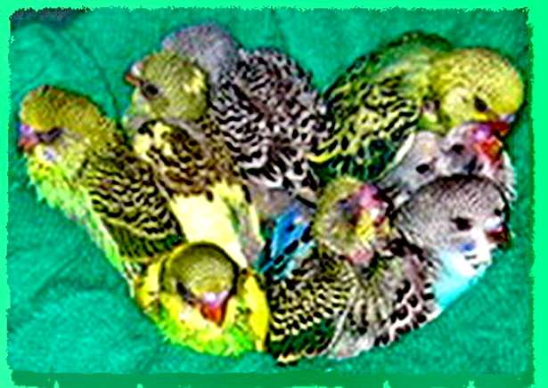 Волнистые попугаи домашнего разведения, любых цветов.