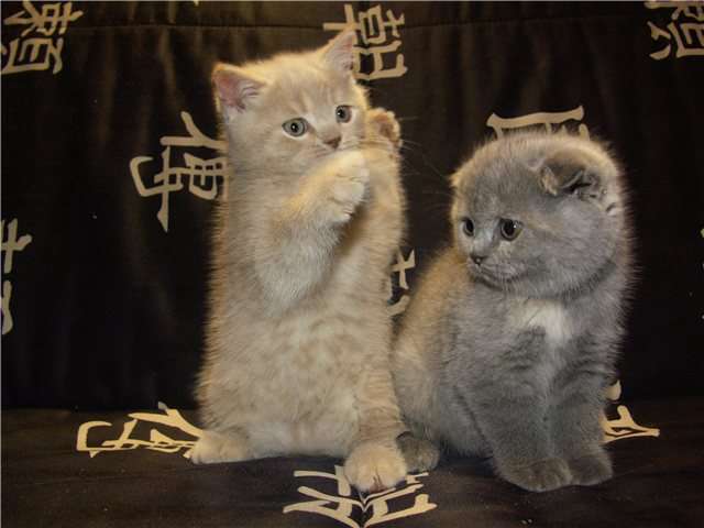 Шотландские (вислоухие и прямоухие) элитные котята 