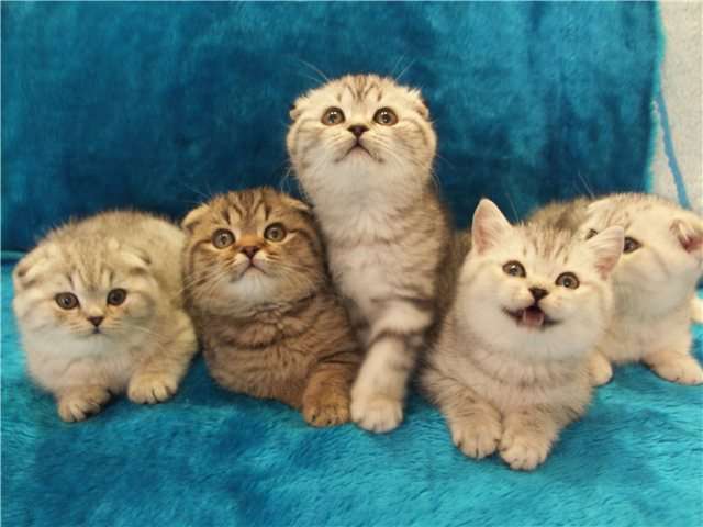 Вискасные Скоттиш фолд и страйт-Шотландские (вислоухие и прямоухие) элитные котята 