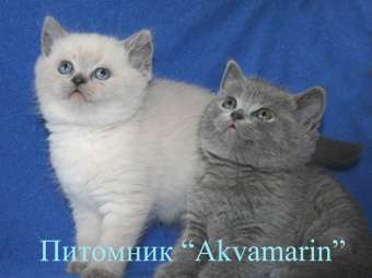 Роскошные британские котята колорного окраса и голубого