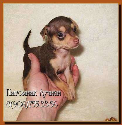 Русский той терьер - красивые щенки 