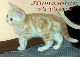 Британские  мраморные котята  из питомника VIVIAN